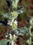 Catnip