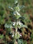 Catnip