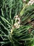 Plains Milkweed