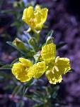 Yellow Evening Primrose