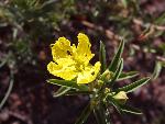 Yellow Evening Primrose
