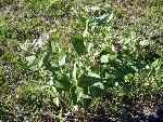 Showy Milkweed