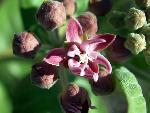 Showy Milkweed