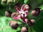 Showy Milkweed