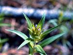 Slenderleaf Collomia