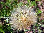 Western Salsify Seedhead
