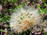 Western Salsify Seedhead