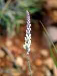 White Milkwort