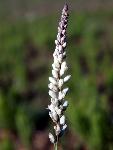 White Milkwort