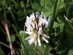 White Clover