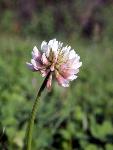 White Clover