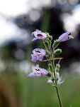 Slender Penstemon