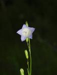 Harebell