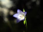 Harebell