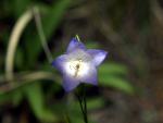 Harebell