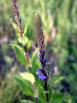 Wooly Verbena