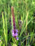 Wooly Verbena