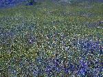 Tumblemustard Field