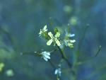 Tumblemustard