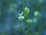 Tumblemustard