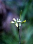 Tumblemustard