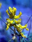 Golden Corydalis