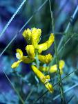 Golden Corydalis
