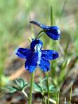 Low Larkspur