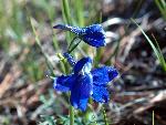 Low Larkspur