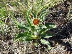 Purple Coneflower