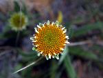 Purple Coneflower
