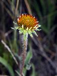 Purple Coneflower
