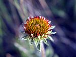 Purple Coneflower