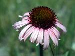 Purple Coneflower