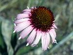 Purple Coneflower