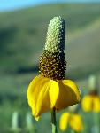 Prairie Coneflower