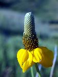 Prairie Coneflower