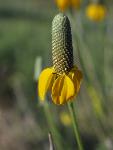 Prairie Coneflower