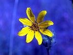 Tickseed
