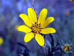 Tickseed