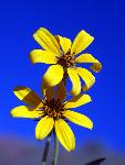 Tickseed