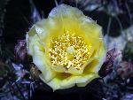 Plains Pricklypear