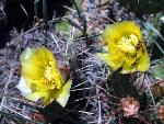 Plains Pricklypear