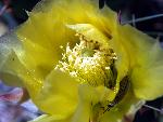 Plains Pricklypear