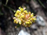 Meadow Dathcamas