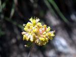 Meadow Dathcamas