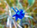 Low Larkspur