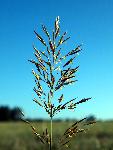 Smooth Bromegrass