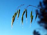 Japanese Brome