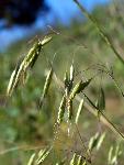 Japanese Brome